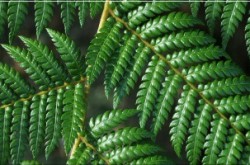 Silver Fern Carpet Cleaning